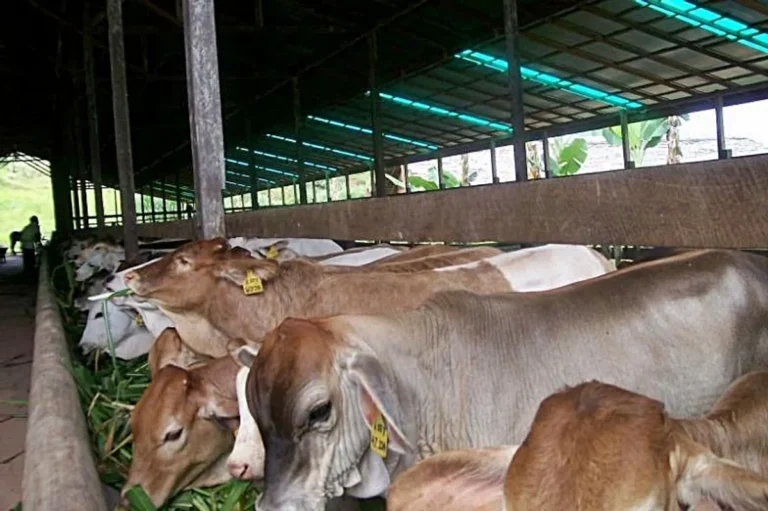 Tantangan dan Risiko dalam Usaha Ternak Sapi Potong