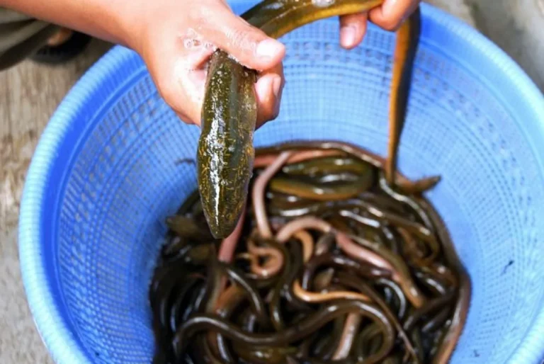 Tantangan dan Solusi dalam Bisnis Budidaya Belut Sawah