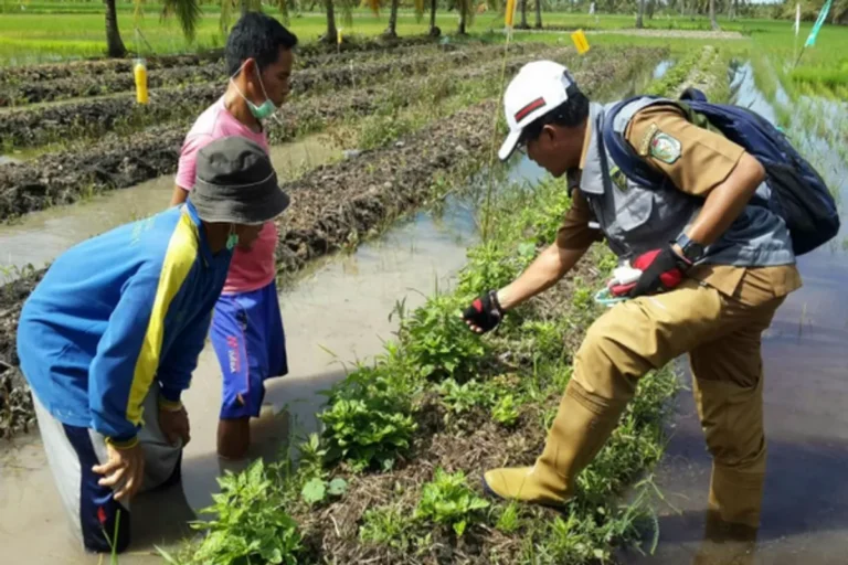 Tantangan Utama dalam Bisnis Perkebunan Alpukat