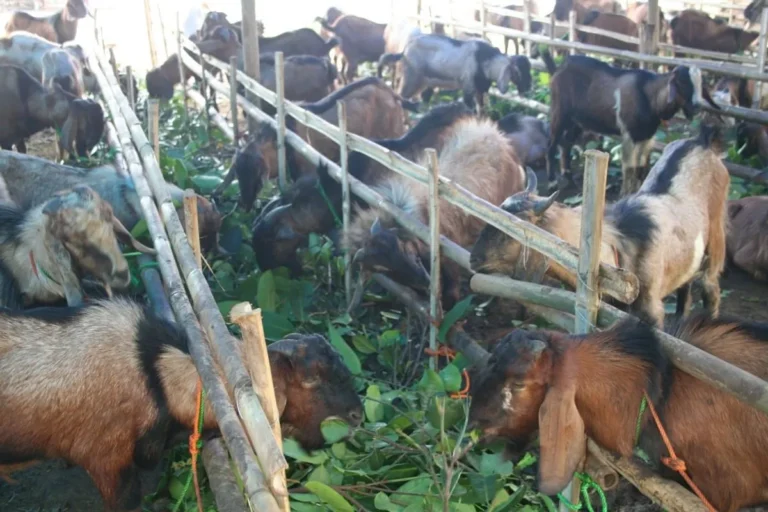 Tantangannya dalam Pemasaran Produk Peternakan Daging Kambing