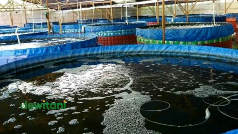 Teknik Budidaya Ikan Lele yang Efektif