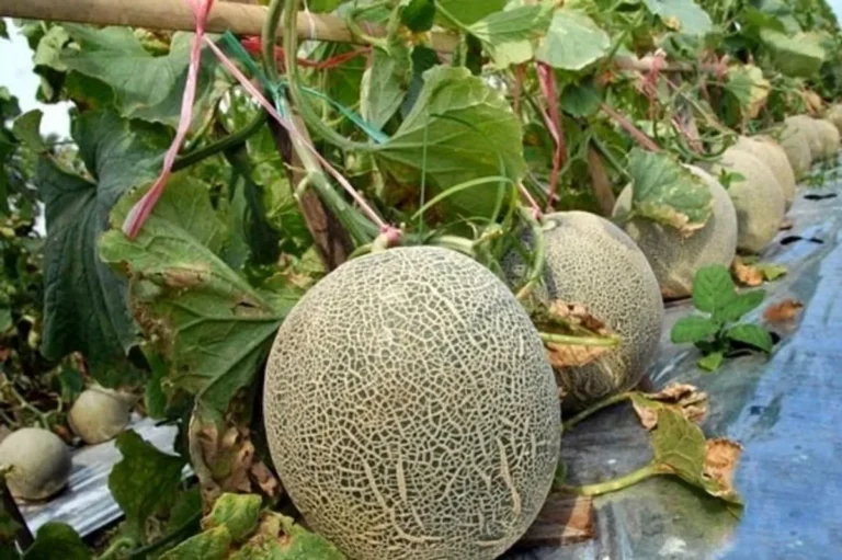 Teknik Budidaya Melon yang Sukses