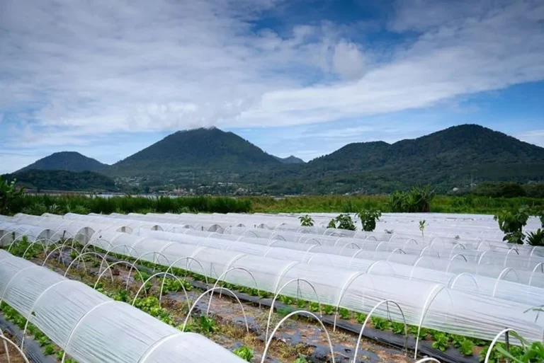 Teknik Inovatif dalam Penyimpanan Hasil Pertanian