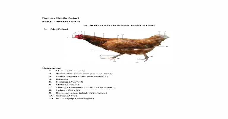 Teknik Pemotongan Ayam yang Lebih Dalam