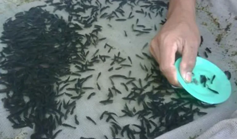 Teknik Pemuliaan Ikan Gurami yang Efektif