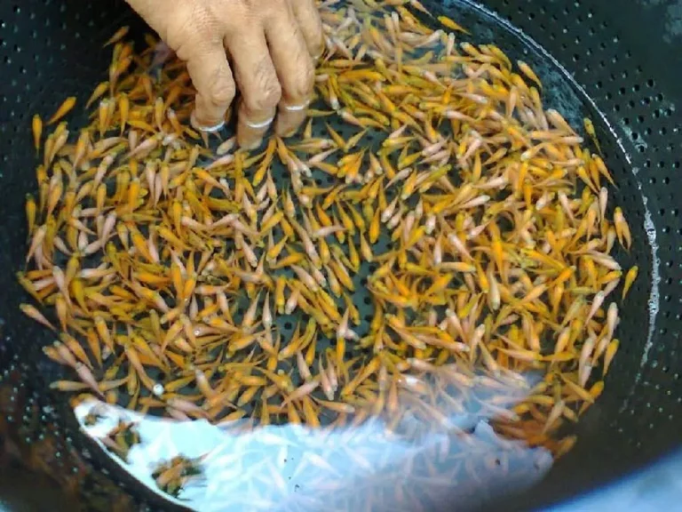 Teknik Pemuliaan Ikan Nila yang Efektif