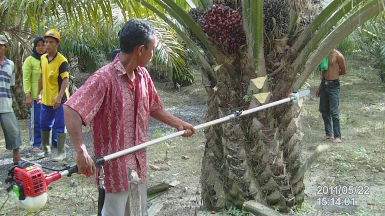 Teknik Pertanian dan Pengelolaan Tanaman Kopra