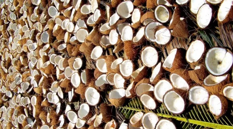 Teknologi dan Inovasi dalam Agribisnis Kelapa