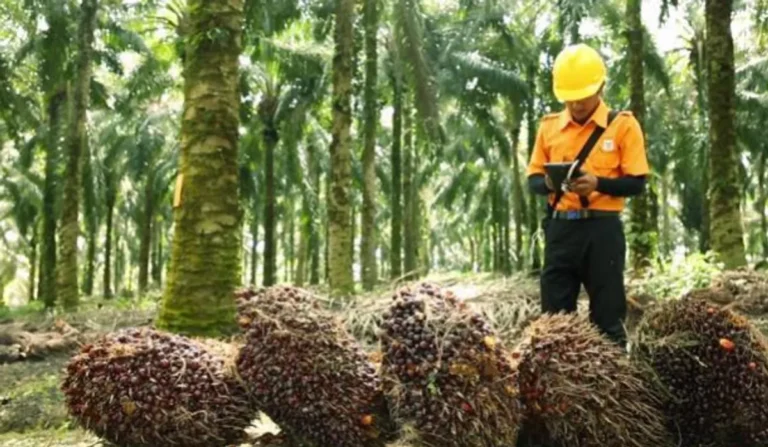 Teknologi dan Inovasi dalam Bisnis Kelapa Sawit