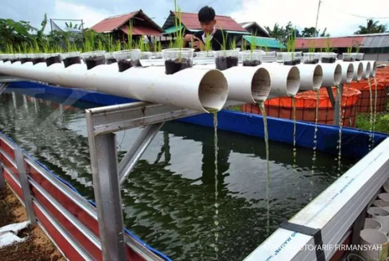 Teknologi Sistem Aquaponik