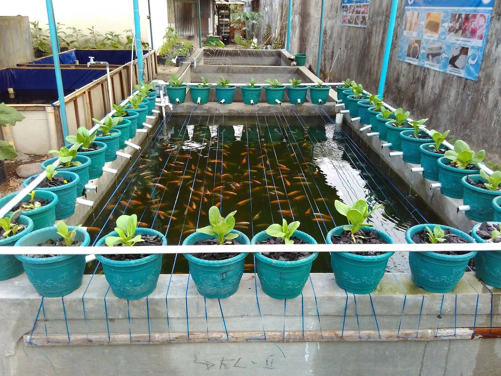 Teknologi Sistem Aquaponik