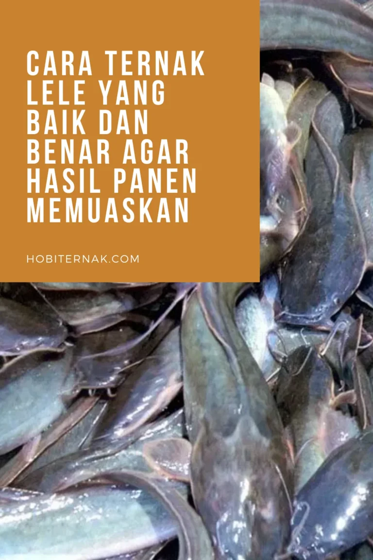 Ternak Lele di Ember: Perawatan yang Tepat
