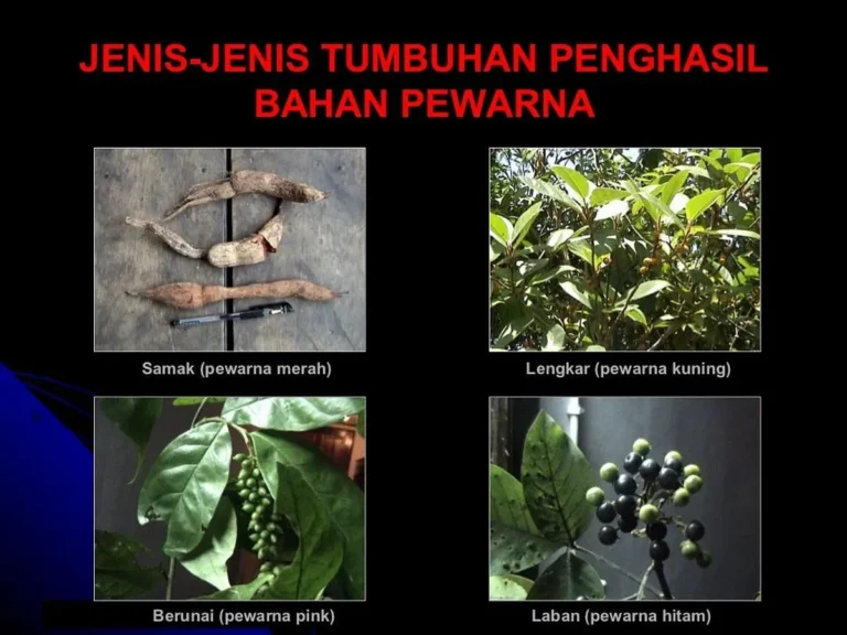 Tips dan Trik untuk Sukses dalam Budidaya Tanaman Aromatik