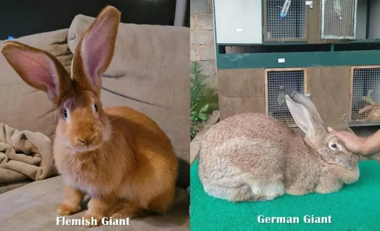 Tips Efektif dalam Pemeliharaan Ternak Kelinci Flemish Giant