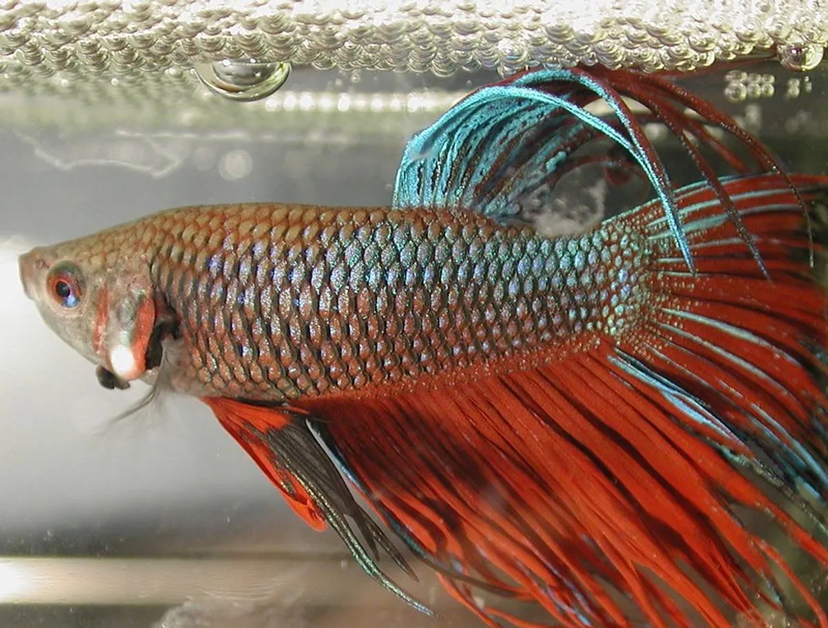 Tips Lengkap Cara Ternak Ikan Cupang