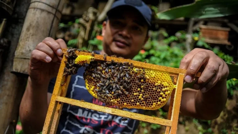Tips Memulai Agribisnis Lebah Madu