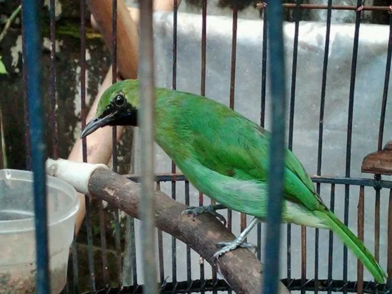 Tips Meningkatkan Produktivitas dan Kualitas Suara Cucak Ijo
