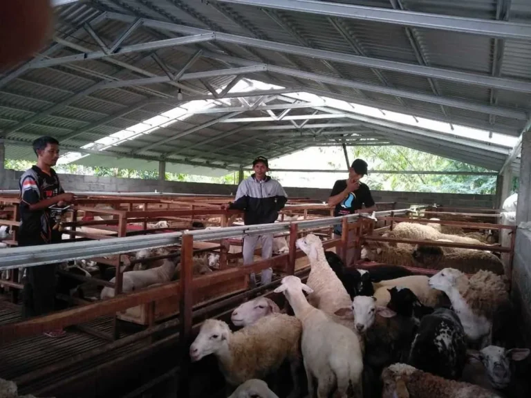 Tips Pemasaran dan Keuntungan dalam Pemeliharaan Kambing