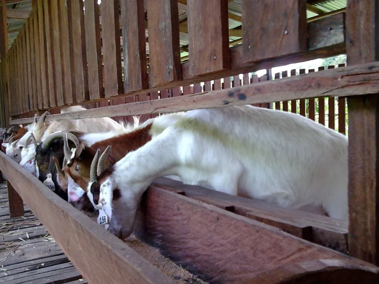 Tips Pemeliharaan Ternak Kambing Peranakan Ettawa