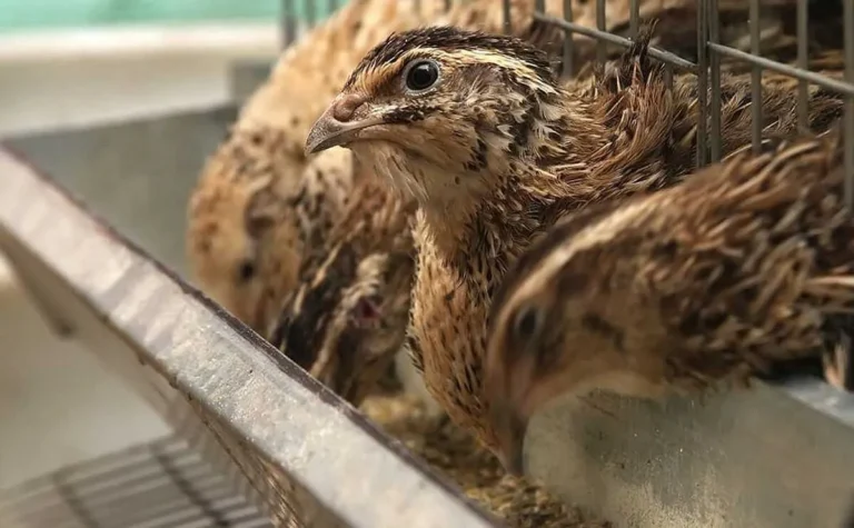 Tips Sukses dalam Ternak Burung Puyuh