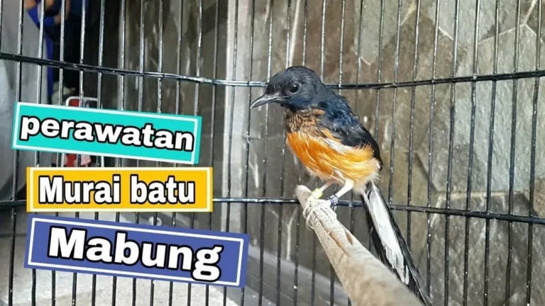 Tips Terbaik dalam Memulai Usaha Ternak Murai