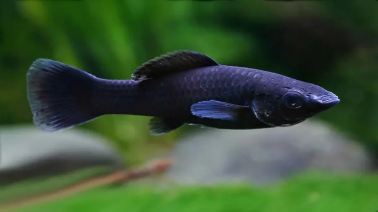 Trik dalam Cara Ternak Ikan Molly