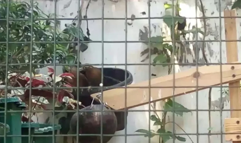 Trik dalam Cara Ternak Wambi yang Menguntungkan