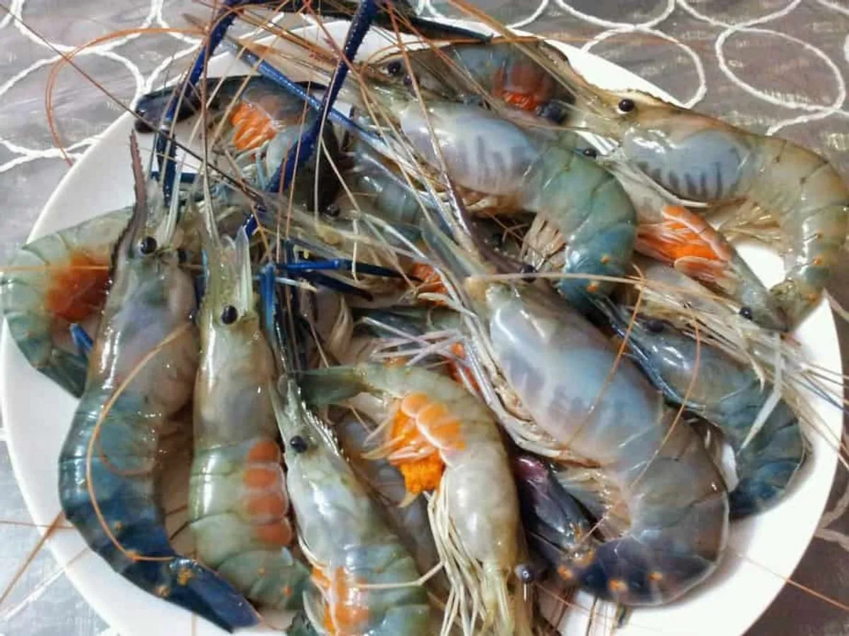Trik Lengkap Cara Ternak Udang Air Tawar