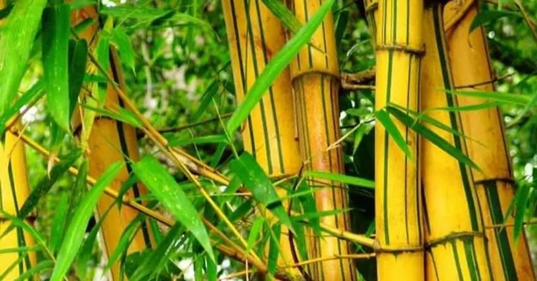 Varietas Bambu yang Cocok untuk Bisnis
