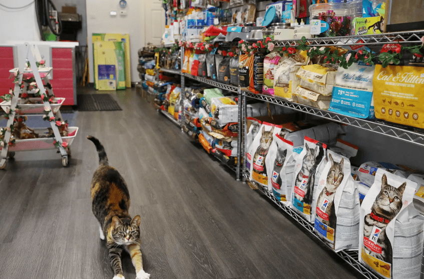 Bingung Cari Data Alamat Petshop dan Klinik Hewan untuk Memasarkan Produk