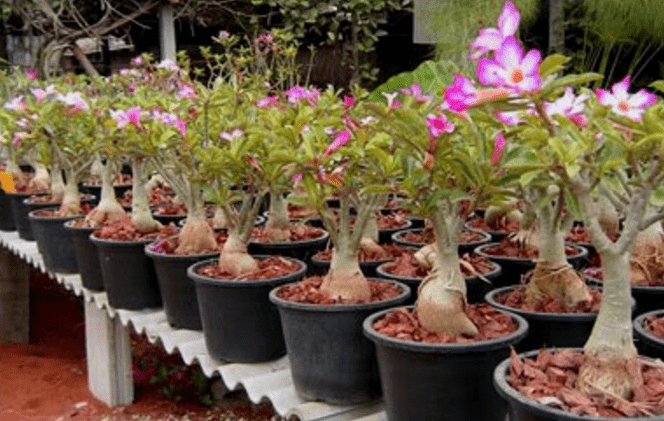 Cara Menanam Bonsai Adenium Agar Unik dan Menawan (bibitbunga.com)