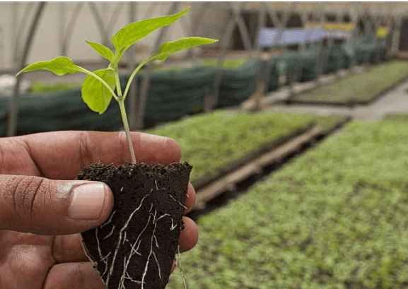 Biofertilizer: Alternatif Ramah Lingkungan untuk Meningkatkan Kesuburan Tanah