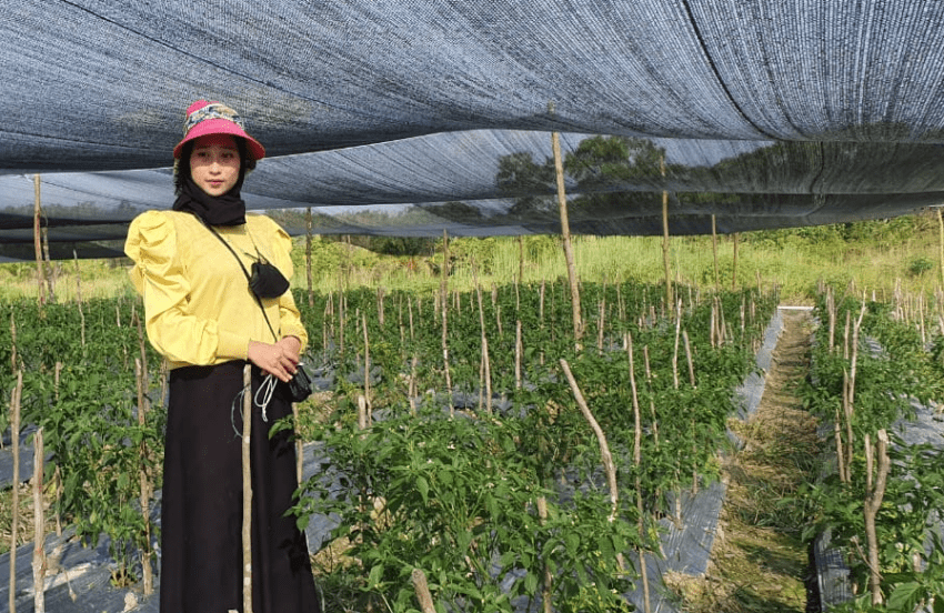 Petani Sukses yang Menggabungkan Kearifan Lokal dan Teknologi Terbaru (pekanbarukini.com)